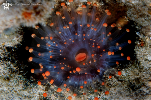 A Orange Ball Corallimorph