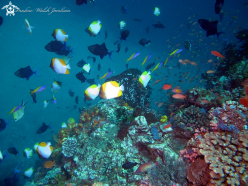 A Coral Reef Scene