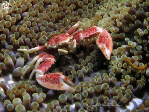 A Neopetrolisthes maculatus | Porcelain crab