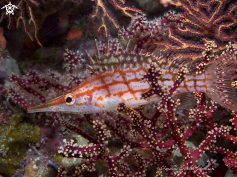 A Oxycirrhites typus | Longnose Hawkfish