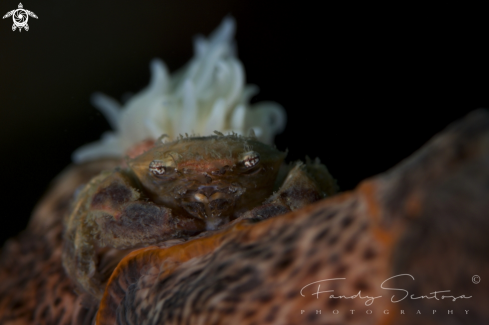 A Leopard Crab