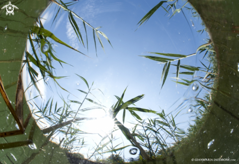 A reed beds