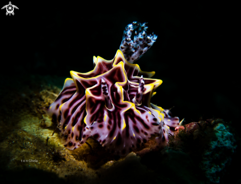 A Nudibranch