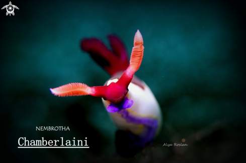 A Nudibranch