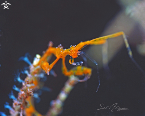 A skeleton shrimp