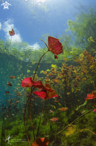 A Cenote Carwash