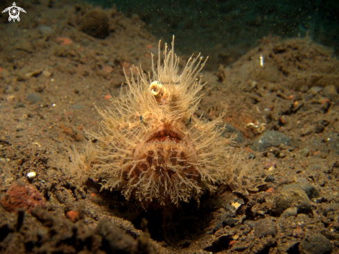 A Hairy frogfish