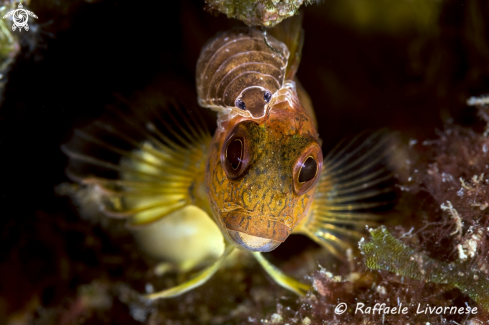 A Parabellius pilicornis | Blenny