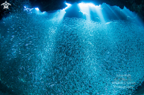 A Menidia menidia | Silversides