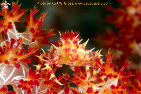 A Hoplophrys oatesi | Candy crab