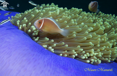 A Clownfish, anemone and company