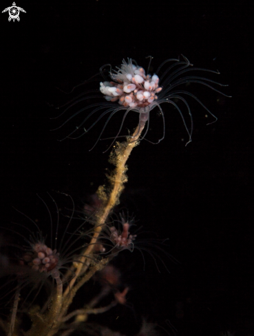 A Hydroid