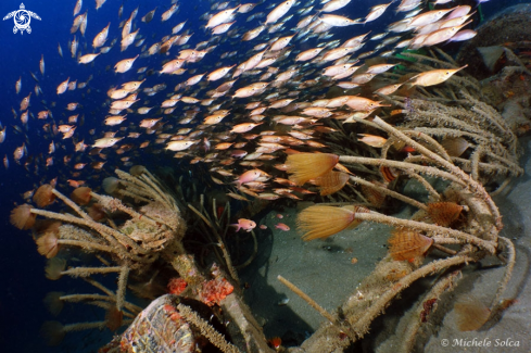 A Macroramphosus scolopax | Trombetta e spirografi...