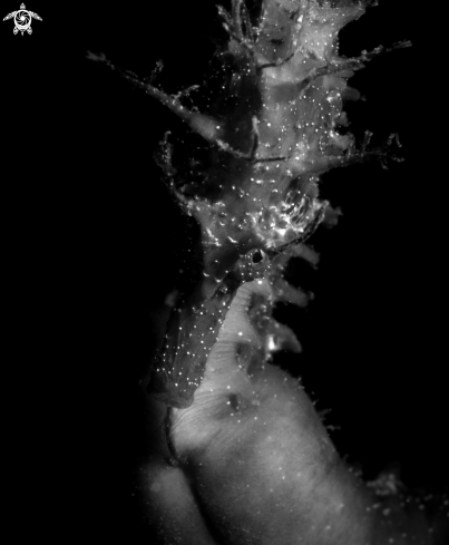 A hippocampus guttulatus | Seahorse