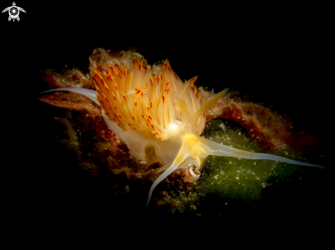 A dondice banyulensis | Nudibranch