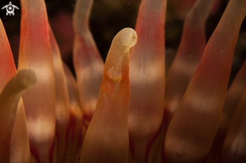 A Dahlia Anemone 