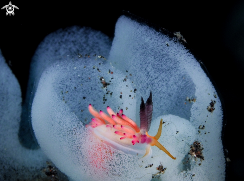 A Favorinus mirabilis | Nudibranch