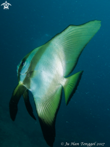 A Batfish