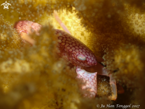 A Coral Crab