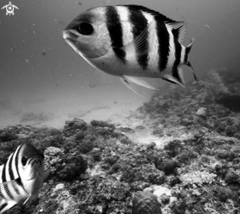 A Curious Zebra Lyretail Angel fish