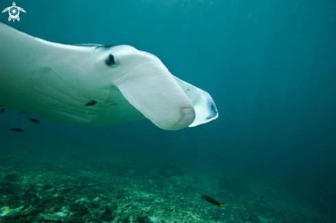 A manta ray