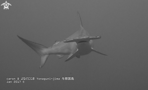 A Hammerhead Shark