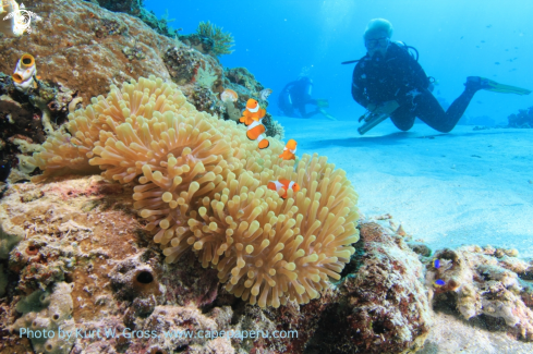 A Clownfish | Nemo