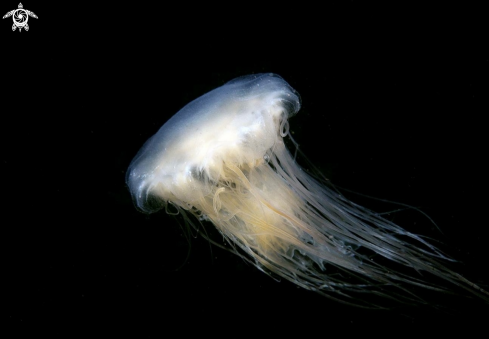 A Lions mane jelly