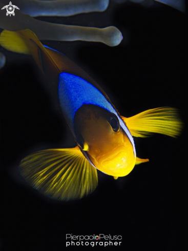 A Amphiprion bicinctus | Clown Fish