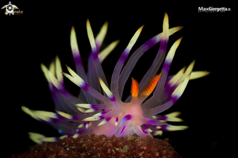 A Flabellina exoptata