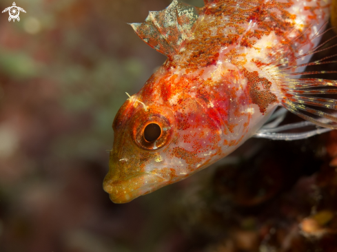 A Tripterygion tripteronotus | Peperoncino rosso