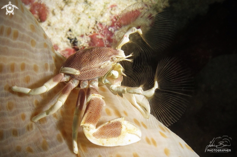 A Neopetrolisthes maculatus | Granchio Porcellana