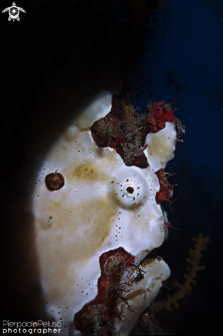 A Frogfish