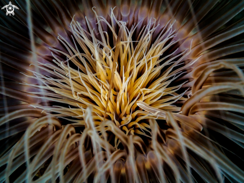 A Tube Anemone