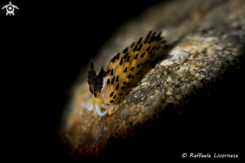 A  Fabvorinus tsuruganus | Snooted nudibranch