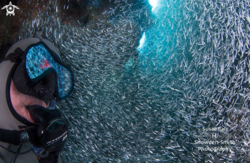 A Silversides