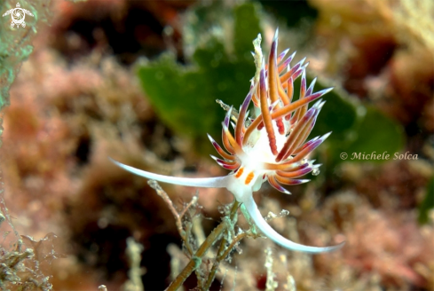 A Cratena peregrina | Cratena