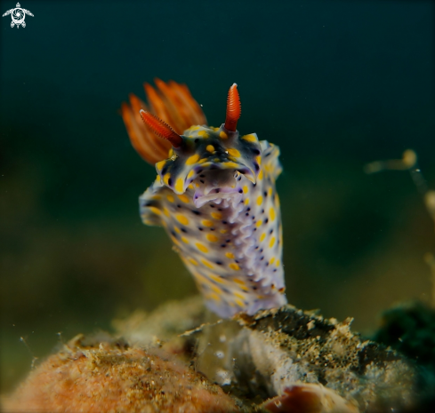 A Hypselodoris sp. | Nudibranch