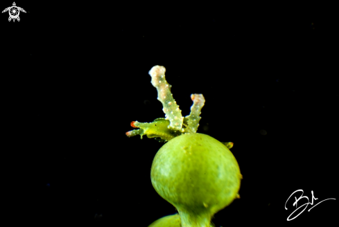 A Nudibranch 