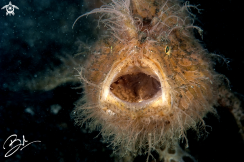 A Hairy Frog Fish