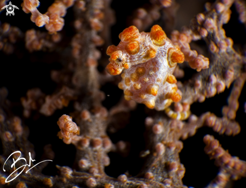 A Pygmy Seahorse