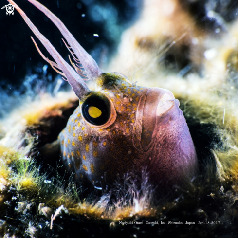 A Parablennius yatabei (Jordan and Snyder, 1900) | Yatabe blenny