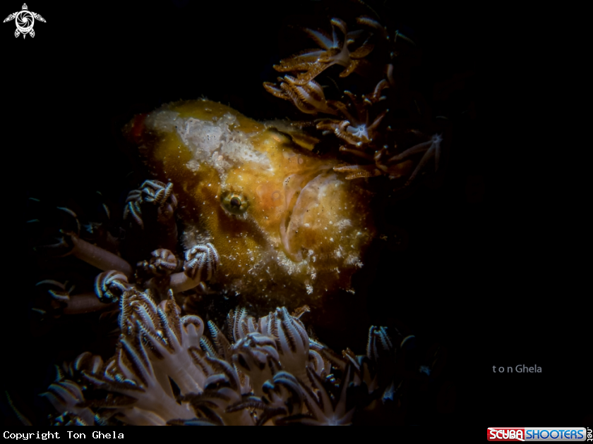 A Juvinile  Frogfish