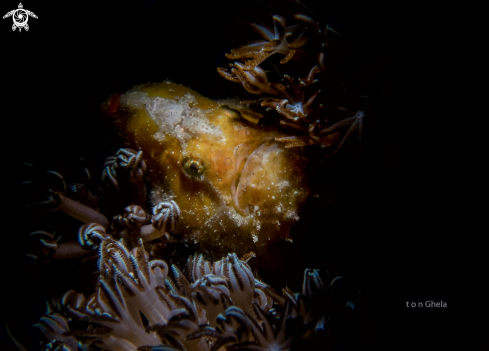 A Juvinile  Frogfish