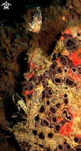 A Giant Frogfish