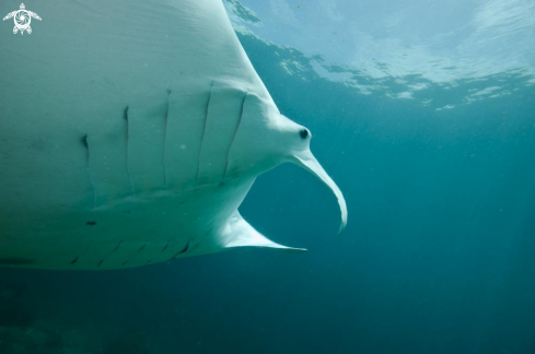 A manta ray