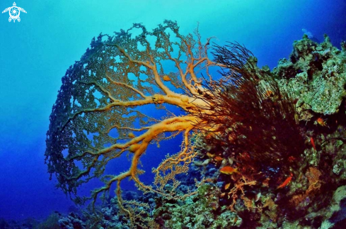 A Gorgonian