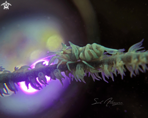 A whip coral shrimp