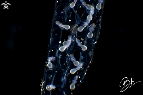 A Squid Eggs