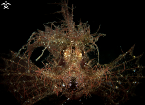 A Pteroidichthys amboinensis | Ambon Scorpionfish